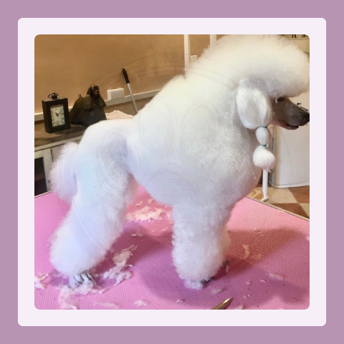 Salon pre psov